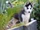 Je donne chiots Husky Sib&eacute;rien 