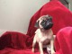 Je donne chiots carlin 