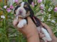 Je donne chiots beagle 