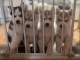 Adoption chiots Husky Sib&eacute;rien 