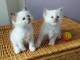 Chatons sacr&eacute; de Birmanie 