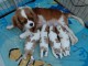 Annonces b&eacute;b&eacute; chiots cavalier King Charles 