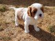 Je donne chiots cavalier King Charles femelle 