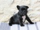 Je donne chiots bouledogue fran&ccedil;ais 