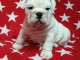 Adorable chiots bullg anglais 