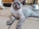 B&eacute;b&eacute; chaton Maine coon disponible 