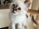 Je donner chaton sacr&eacute; de brimanie 