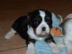 Adoption chiots cavalier King Charles 