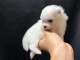 Je donne chiots Spitz allemand 