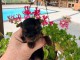 Chiots York M&acirc;le a donner urgent 