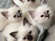 Annonces chaton sacr&eacute; de brimanie disponible 