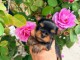 Je donne chiots York m&acirc;le 
