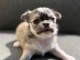 Adoption chiots chihuahua 