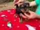 Dons chiots York m&acirc;le et femelle pour adoption 