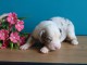 Berger australien disponible pour adoption 