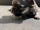 Adoption chiots chihuahua disponible 