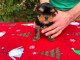 Chiots York pour adoption 
