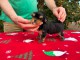 Magnifique chiots York disponible 
