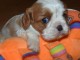 Chiots cavalier King charle femelle 