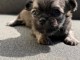 Je donner chiots chihuahua 