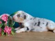 Je donne chiots berger australien 
