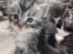 Je donne chaton Maine coon 