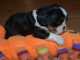 Chiot cavalier King charles pour adoption 