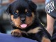 B&eacute;b&eacute; chiots rottweiler disponible 
