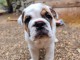 Chiot bulldog anglais disponible 