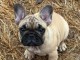 Bouledogue fran&ccedil;ais adoption urgent 