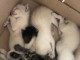 Je donne chaton ragdoll disponible 