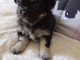 Je donne chiots chihuahua disponible 