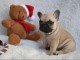 Chiots bouledogue fran&ccedil;ais a donner 