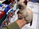 Chaton disponible pour adoption 