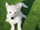 B&eacute;b&eacute; chiots Husky Sib&eacute;rien 