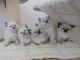 Dons b&eacute;b&eacute; chaton ragdoll m&acirc;le et femelle 