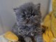 Chaton persan &agrave; donner disponible 