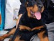 B&eacute;b&eacute; chiots rottweiler disponible 