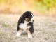 Chiots berger australien disponible &agrave; placer 