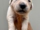 Chiots golf retriever &agrave; donner 