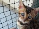 Bengals disponible &agrave; adopter 