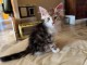 Magnifique chaton Norv&egrave;gier disponible 
