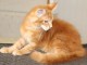 Adorable chaton Maine coon disponible 