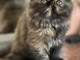 Chaton maine coon pour bonne maman 