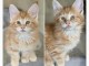 Je donne chaton Maine coon disponible 