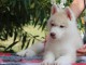 Chiots Husky Sib&eacute;rien disponible 
