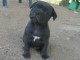 Magnifique chiots Staffordshire disponible 