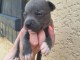 Adorable chiots Staffordshire disponible 