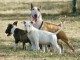 Dons chiots bull Terrier adorable 