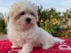 Je donne chiots Bichon maltais 
